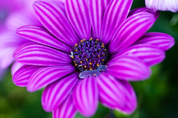 Purple flowers blurred