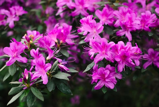 Purple flowers and buds of rhododendron, blurred background.