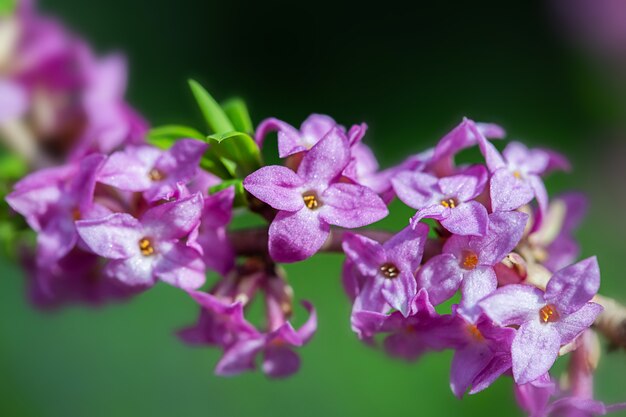 Purple flowers bush grow in the spring garden. Spring summer floral background. Delicate background artistic image, copy space. Selective focus. Blurred background.