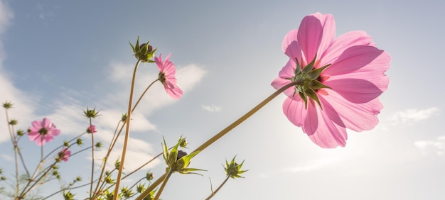 Purple flowers capture sunlight in meadow in spring