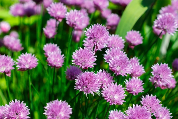 Purple flowers close up onion schnitt