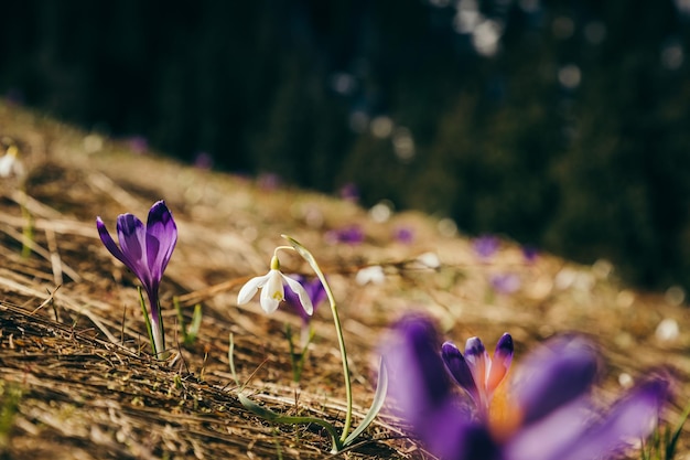 Photo purple flowers crocuses and snowdrops on yellow grass spring