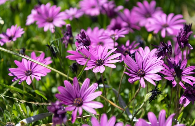 Purple flowers of daisy beautiful nature background