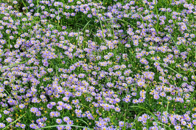 purple flowers,Delosperma Cooperi purple flowers unusual garden pattern background.