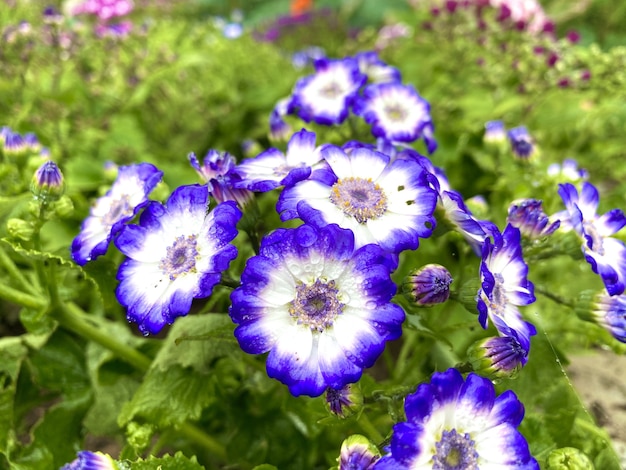 Purple Flowers dew In the winter