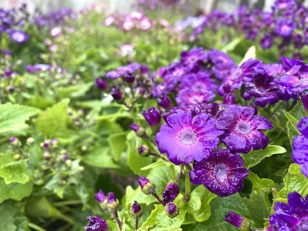 Purple Flowers dew In the winter