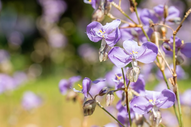 Purple flowers field, Murdannia giganteum (Vahl.) Br., among bright sunlight, in soft blurred style, selective focus point, use as a background.