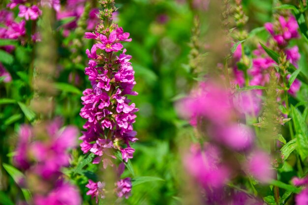 Photo purple flowers in a field of purple flowers.