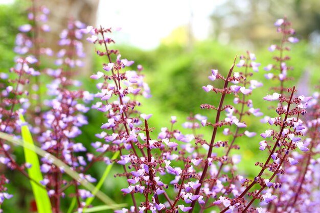 Purple Flowers in a Garden for Natural Background