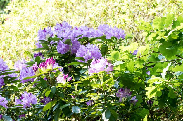 Purple flowers in the garden