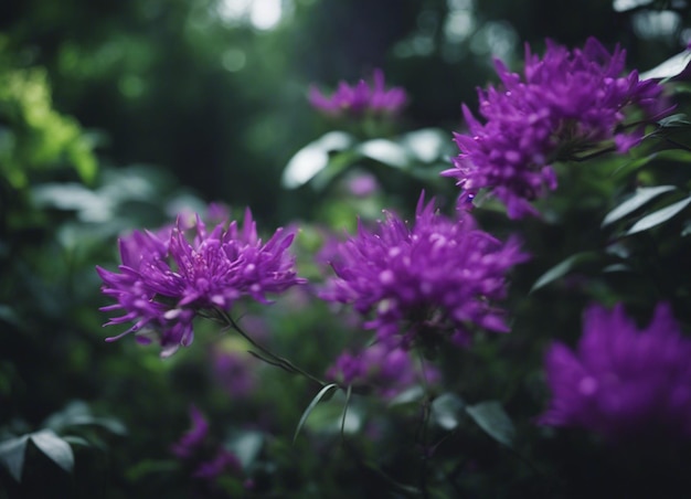 A purple flowers garden