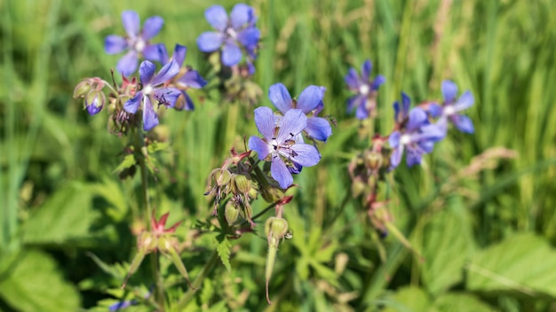 Purple flowers of Geranium pratense wild flowers background