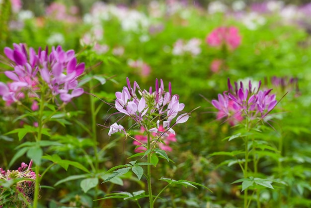 purple flowers on green background in the garden