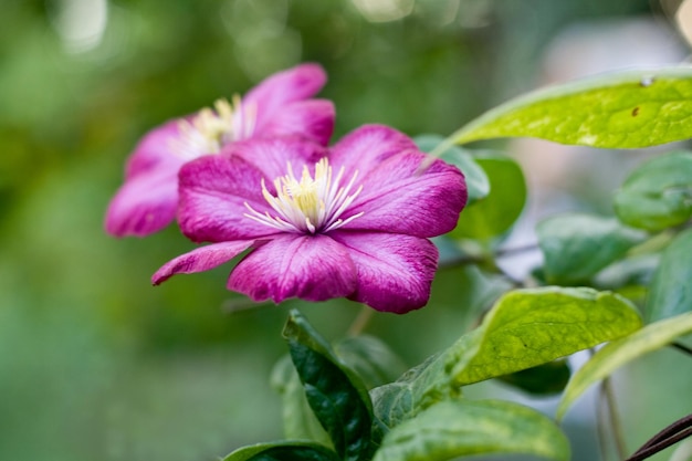 Purple flowers grow on bushes in the garden