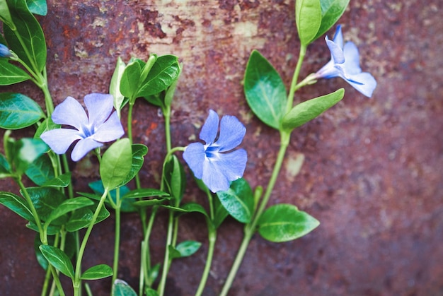 Purple flowers on grunge rusty background periwinkle plant blooming closeup copy space