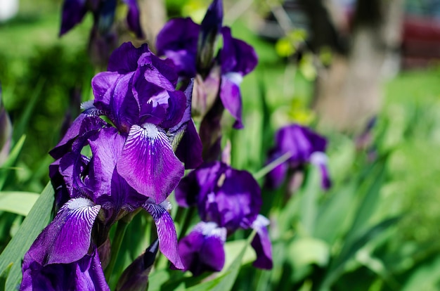 Purple flowers irises