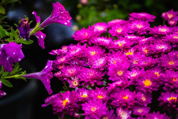 Purple flowers of italian asters michaelmas daisy aster amellus known as italian starwort fall aster