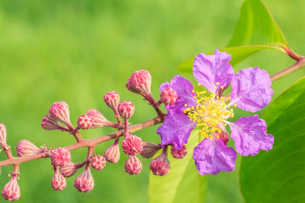 Purple flowers, Lagerstroemia speciosa.