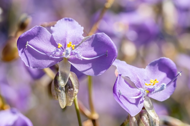 Purple flowers, Murdannia giganteum.