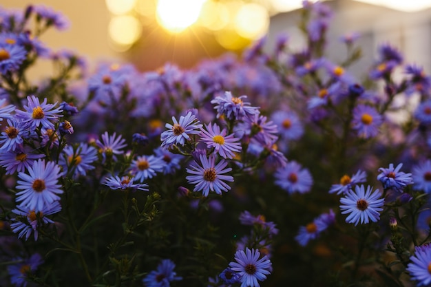 Purple flowers in nature with a sunset background.