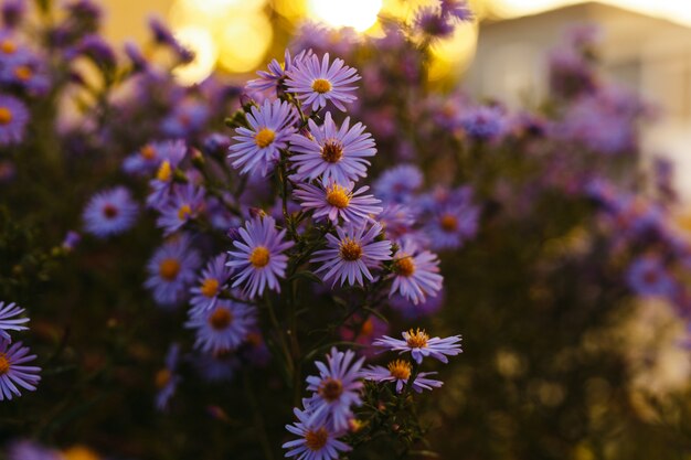 Purple flowers in nature with a sunset lights.