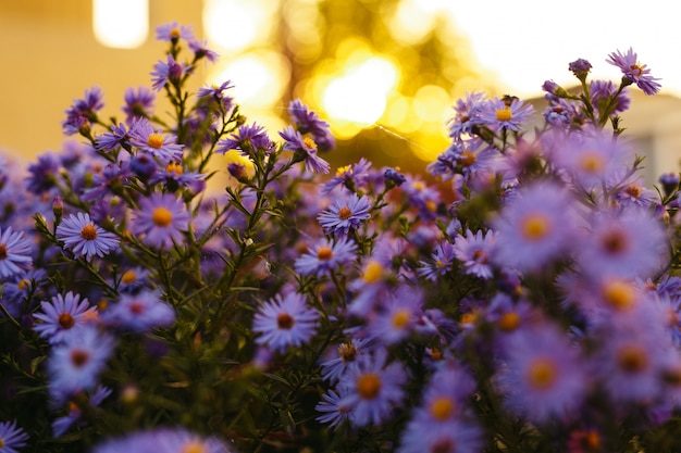 Purple flowers in nature with a sunset lights.