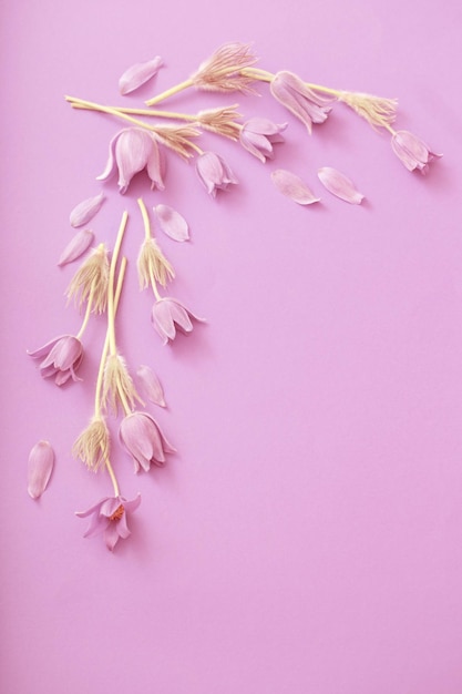 Purple flowers on pink paper background