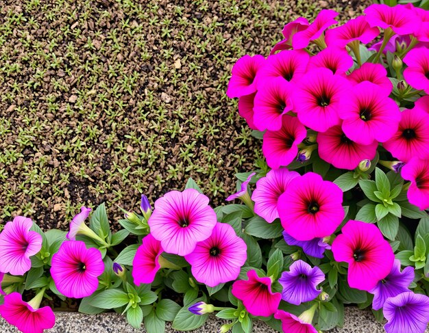 Photo purple flowers in a pot with green leaves and purple flowers