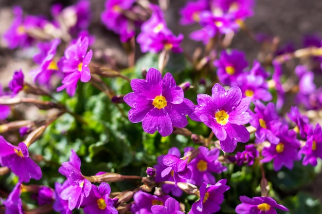 Purple flowers primrose and green leaves closeup