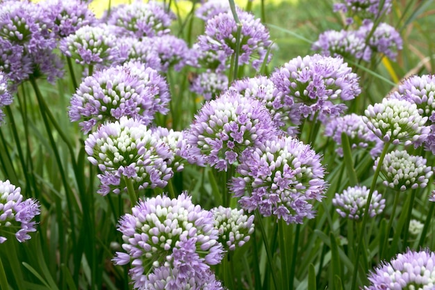 purple flowers in sunny day summer background with green grass