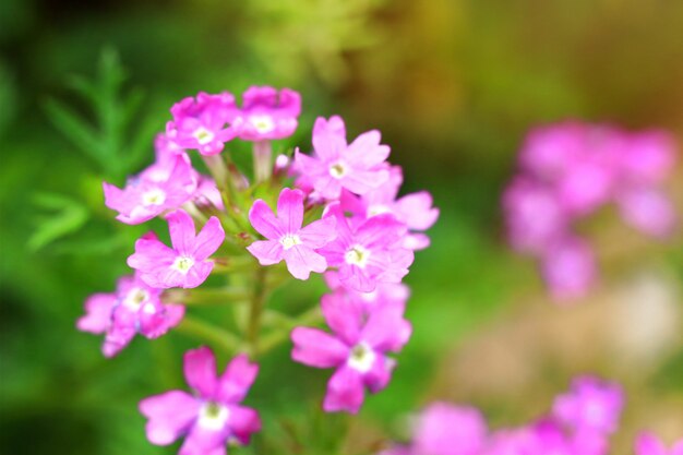 Purple flowers in tropical garden