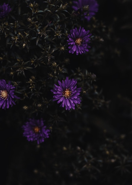 Photo purple flowers with the name of the artist