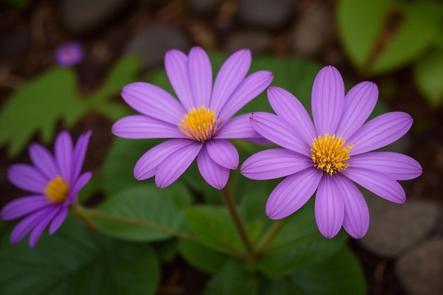 Photo purple flowers with yellow centers in a garden