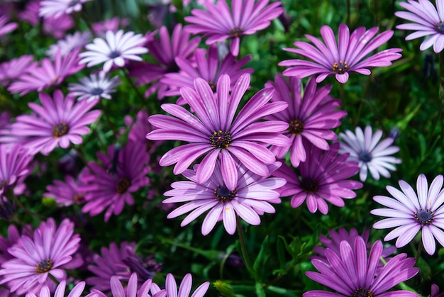 purple flowers