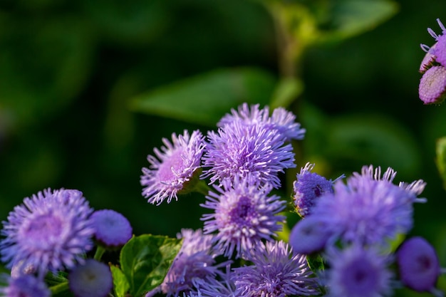 Purple fluffy flowers of ageratum on a sunny summer day macro photography