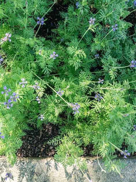 purple folwers and green leaves cover background