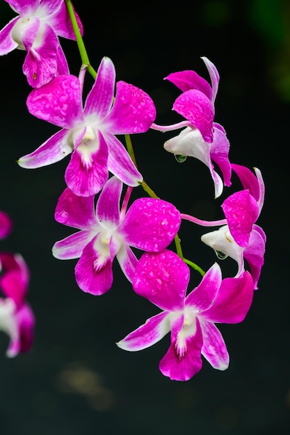 Purple fresh Orchids flowers in garden