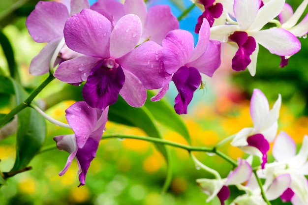 Purple fresh Orchids flowers in garden