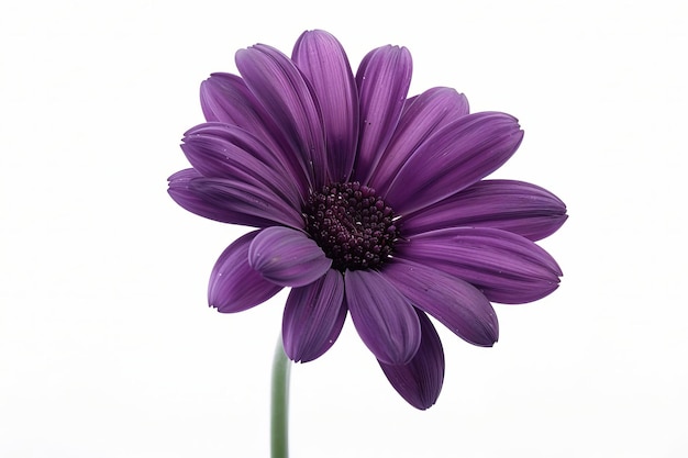 Purple Gerbera Daisy Isolated on White Background Beautiful Gerbera Daisy Flower