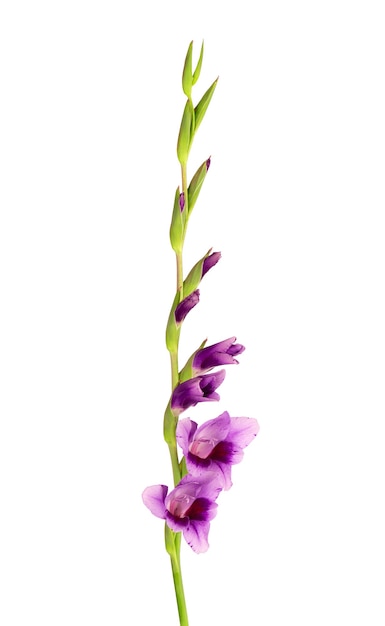 Purple gladiolus flowers isolated on white background. Beautiful summer flowers.