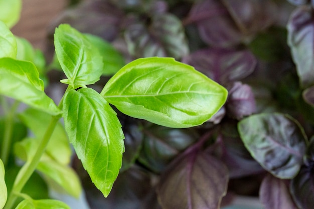 Purple and green basilic plantation. Fresh organic green and purple basil growing in the garden Top view of plenty fresh green and purple basil plant leaves Greenery, green garden natural organic food