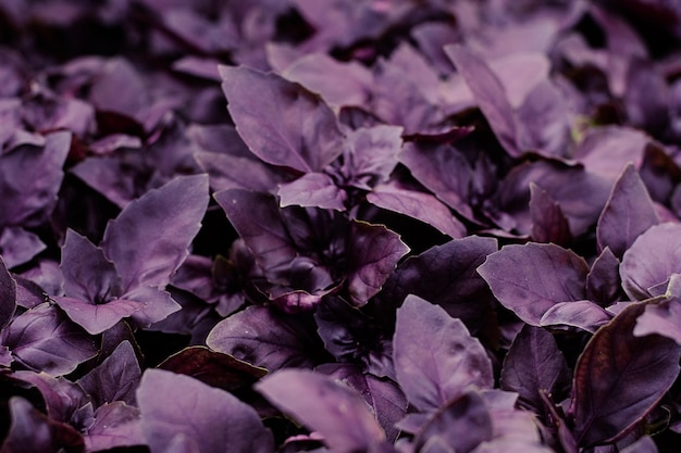 Purple and green basilic plantation. Fresh organic green and purple basil growing in the garden