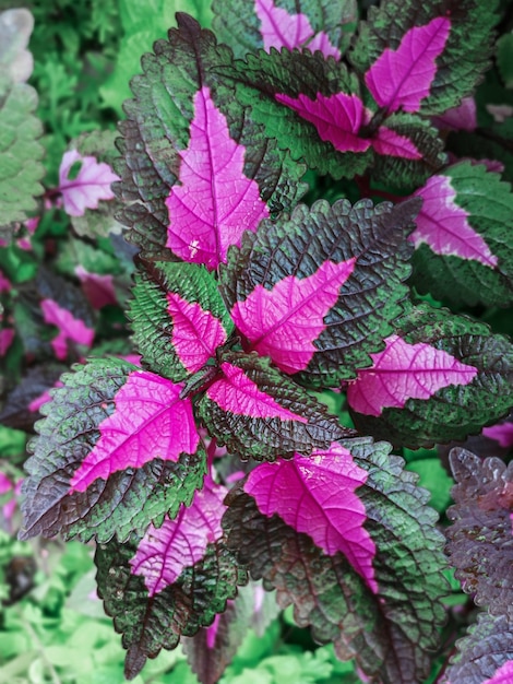 Purple and green leaves of the coleus plant.(Plectranthus scutellarioides)