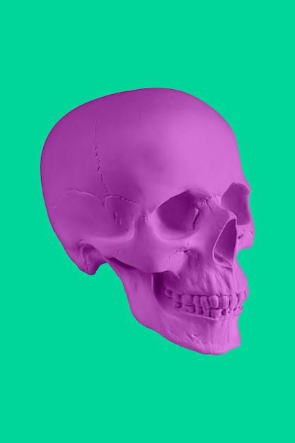 Purple gypsum human skull on isolated green background with clipping path Plaster sample model skull for students art schools Forensic science anatomy and art education concept Mockup for drawing