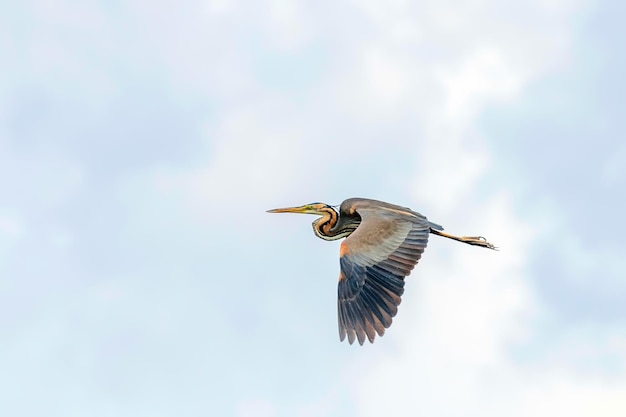 Purple Heron in Flight Blue Sky (Ardea cinerea)