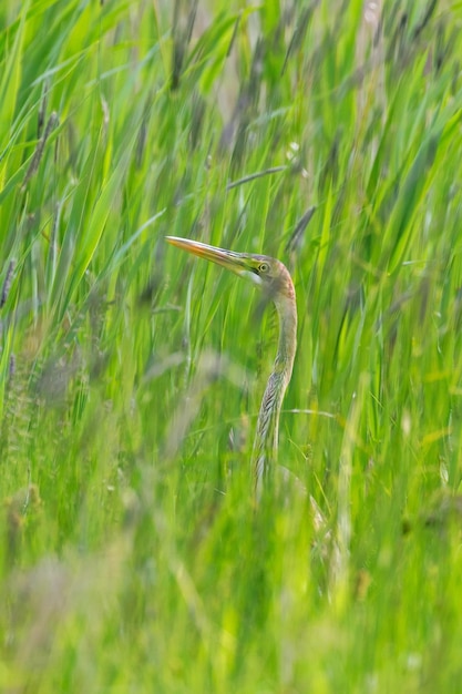 Purple Heron hiding in the grass