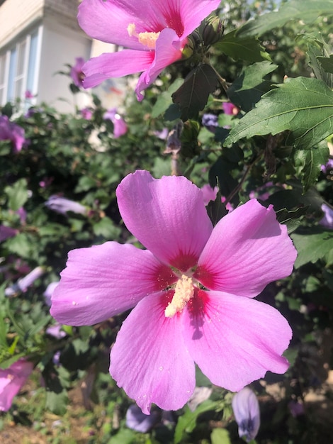 Purple hibiscus flower photography