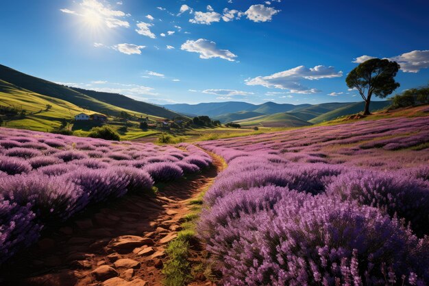 Purple hill covered with flower lavender fields generative IA