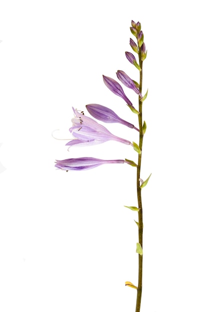 Purple hosta flowers