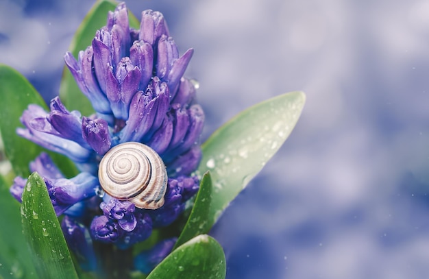 Purple hyacinth flower and snail shell Spring background with copy space